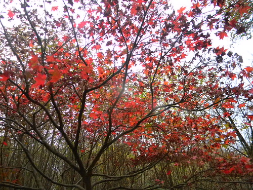 Maple in Winkworth Milford to Godalming