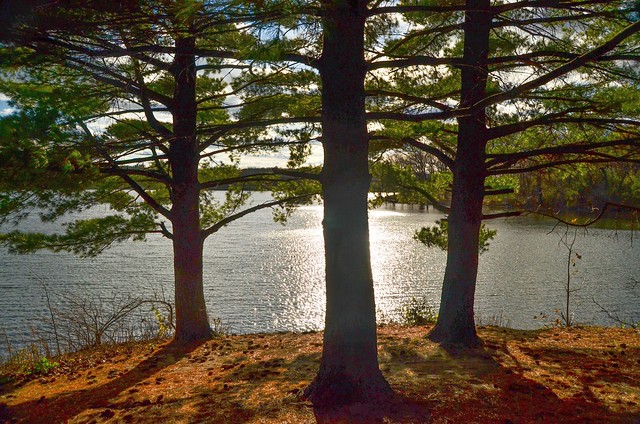 Sunlight Through the Pines