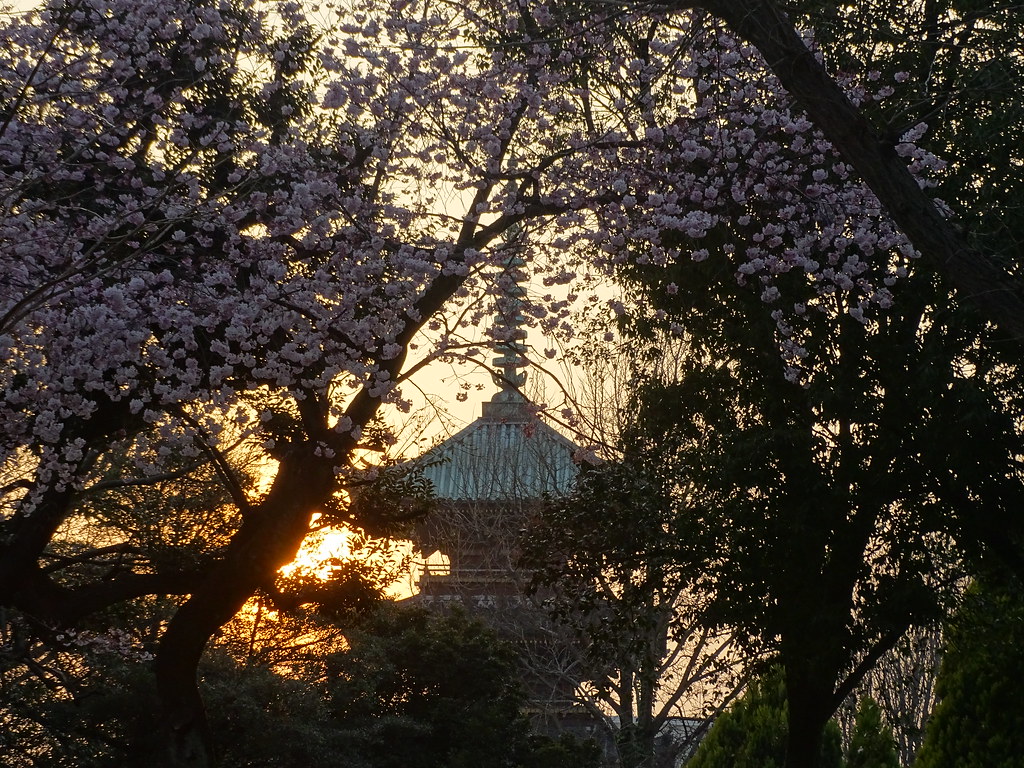 Ueno Park Sakura 上野公園の桜
