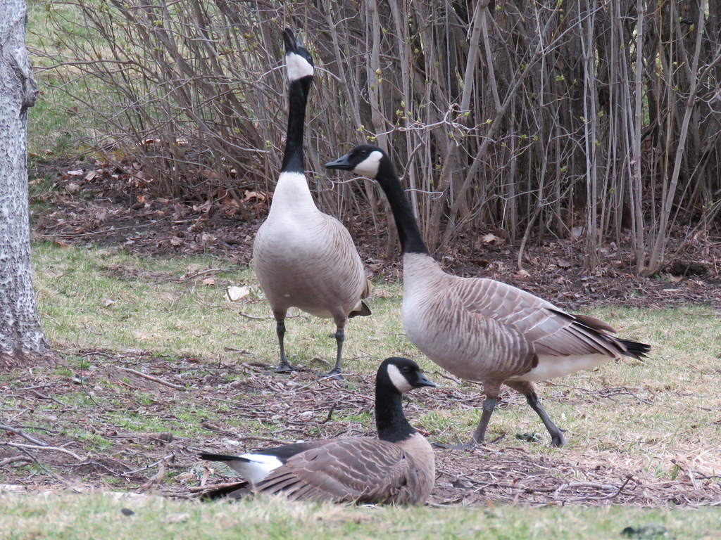 Canada and Cackling Geese