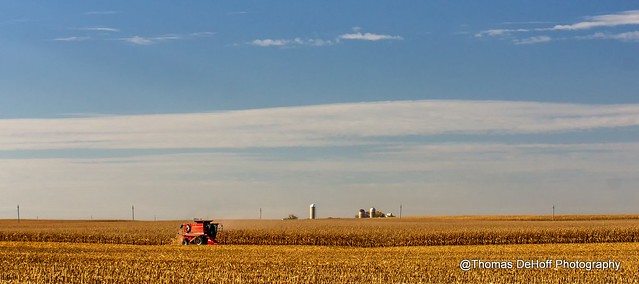 Harvesting Corn in Iowa