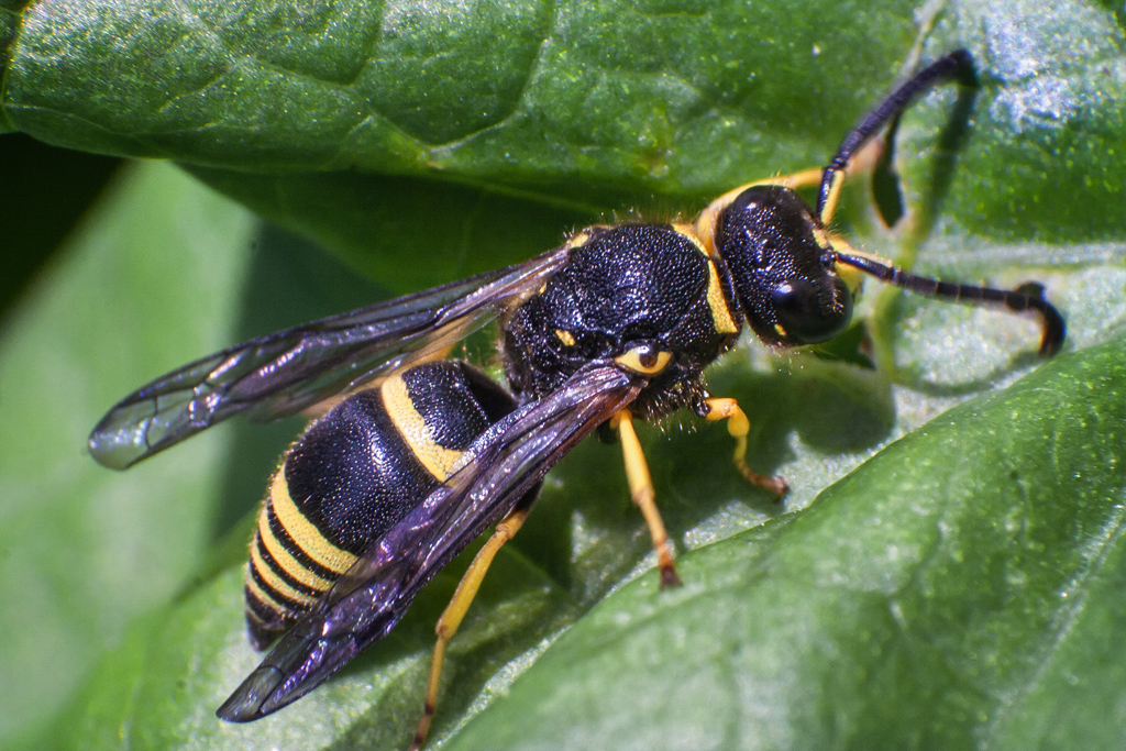 Potter Wasp (Euodynerus) | www.gdecooman.fr - portfolio, sta… | Flickr