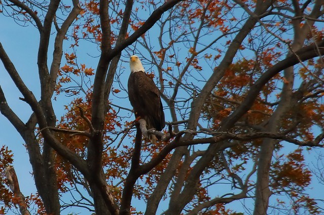 Bald eagle - Conference House Park, Staten Island, NY