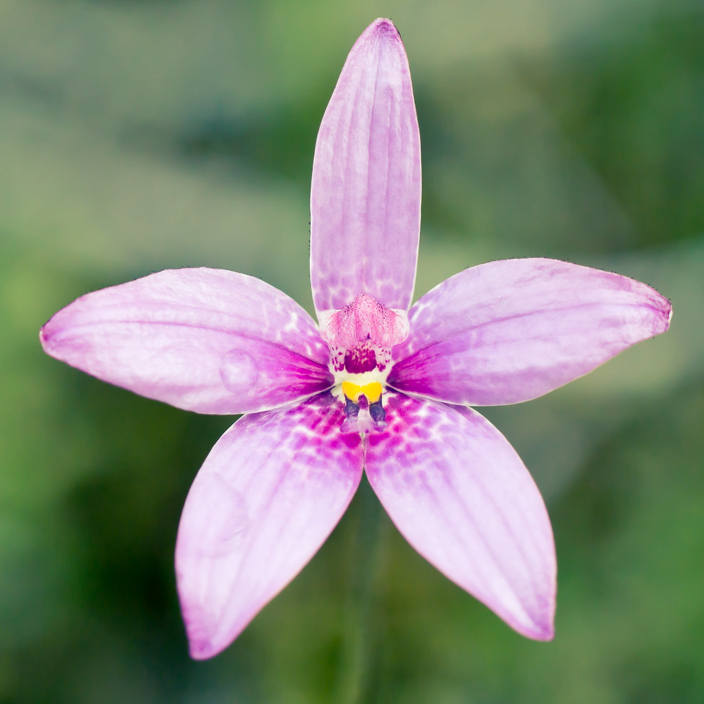 Purple enamel orchid