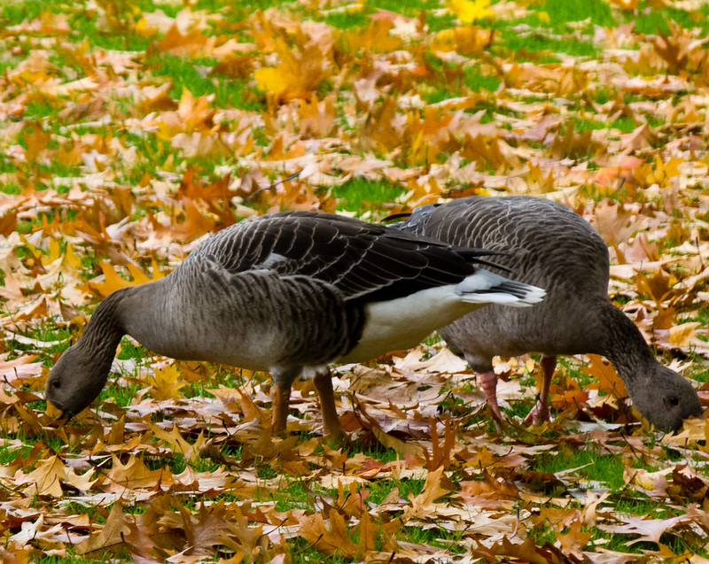 Greylags feeding on grass covered in autumn leaves