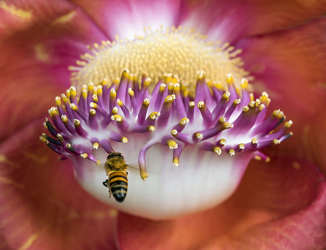 The Visitor. Cannonball flower and Honey Bee, Fairchild Tropical Botanic Garden.