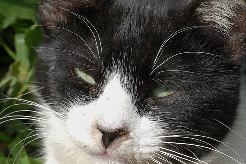 chat à Tanger | by vtossuma