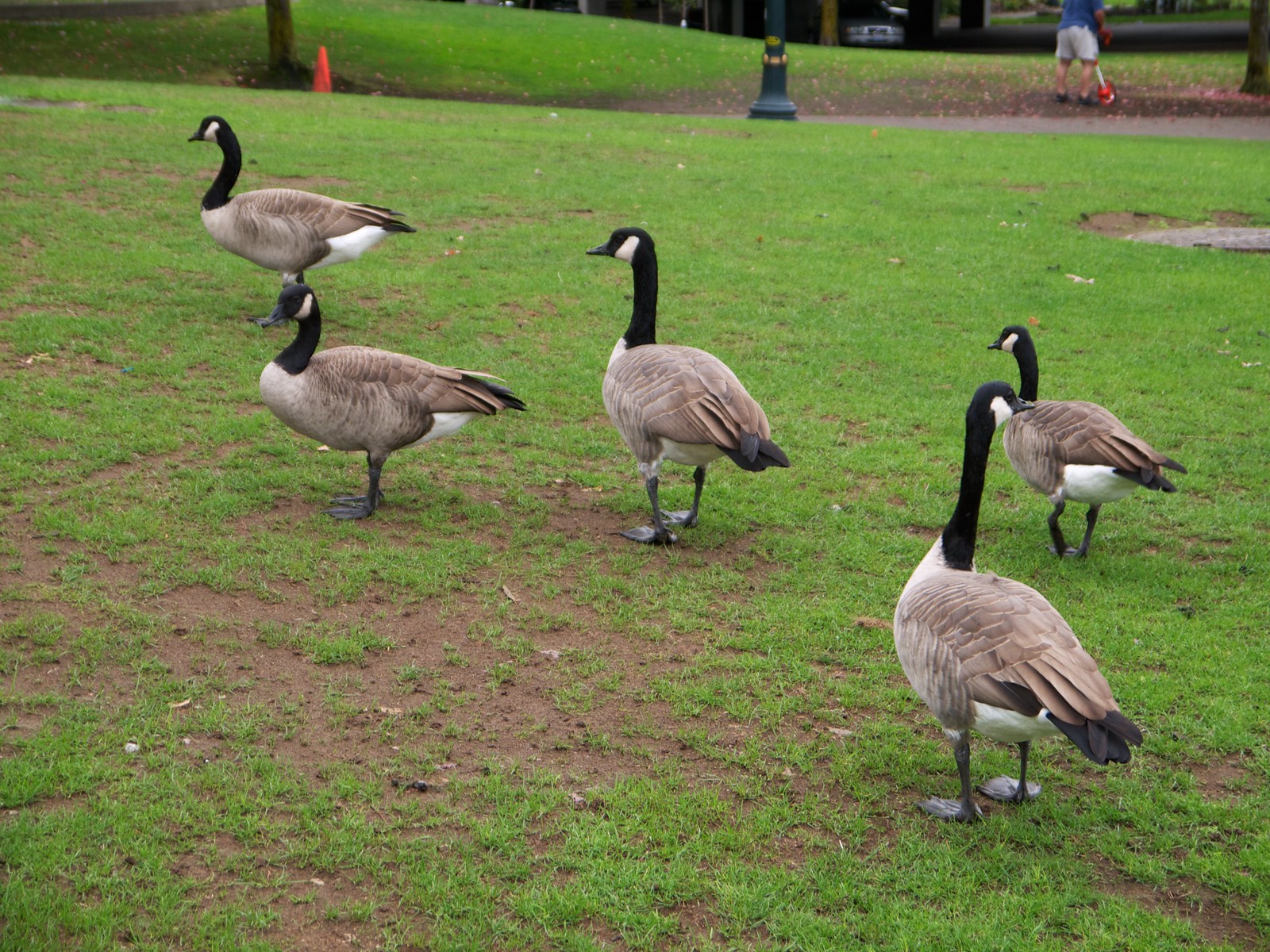 Tom McCall Waterfront Park