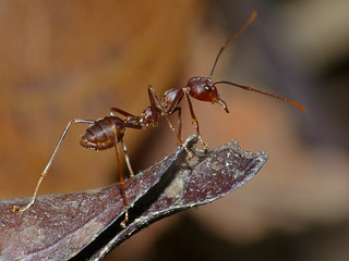 Weaver Ant (Oecophylla smaragdina) | by Bernard DUPONT