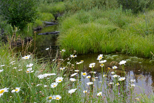 flower creek river montana stream wildflower