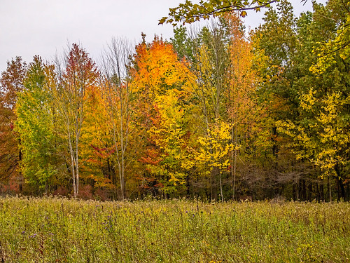 Mary's Meadow and Forest by David Cornwell, This is a small meadow in Merry Lea Environmental Center. I was trying to catch some late evening l
