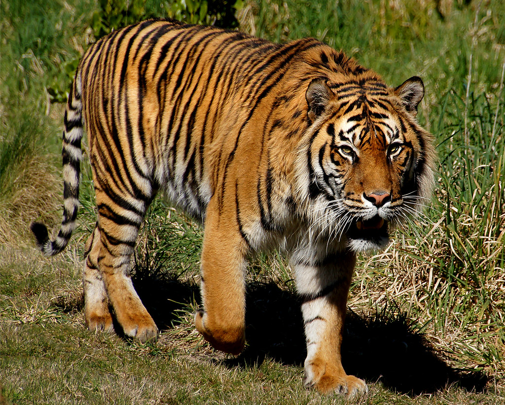 Sumatran tiger. | Sumatran tigers are the smallest surviving… | Flickr