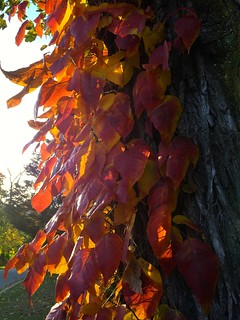 Red Leaves Climbing a Tree