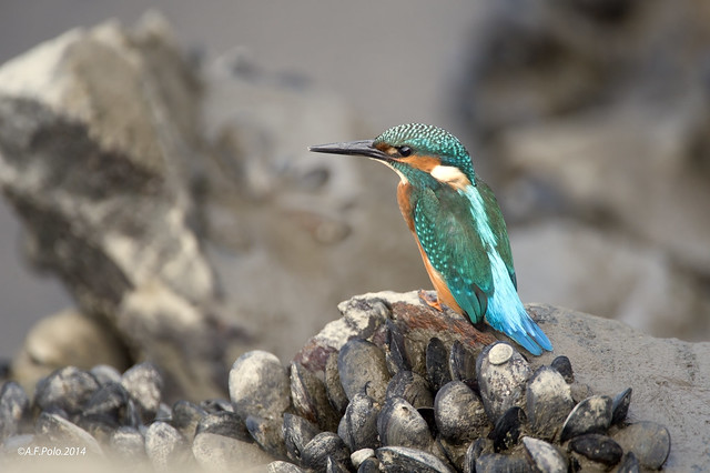 Martín pescador en la orilla del mar, Common Kingfisher on the shore of the sea, Martin-pêcheur
