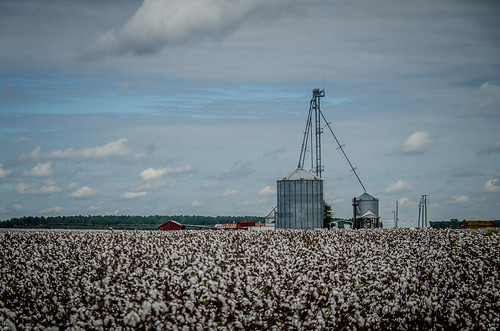 us unitedstates farm southcarolina cotton cottonfield bishopville thursa