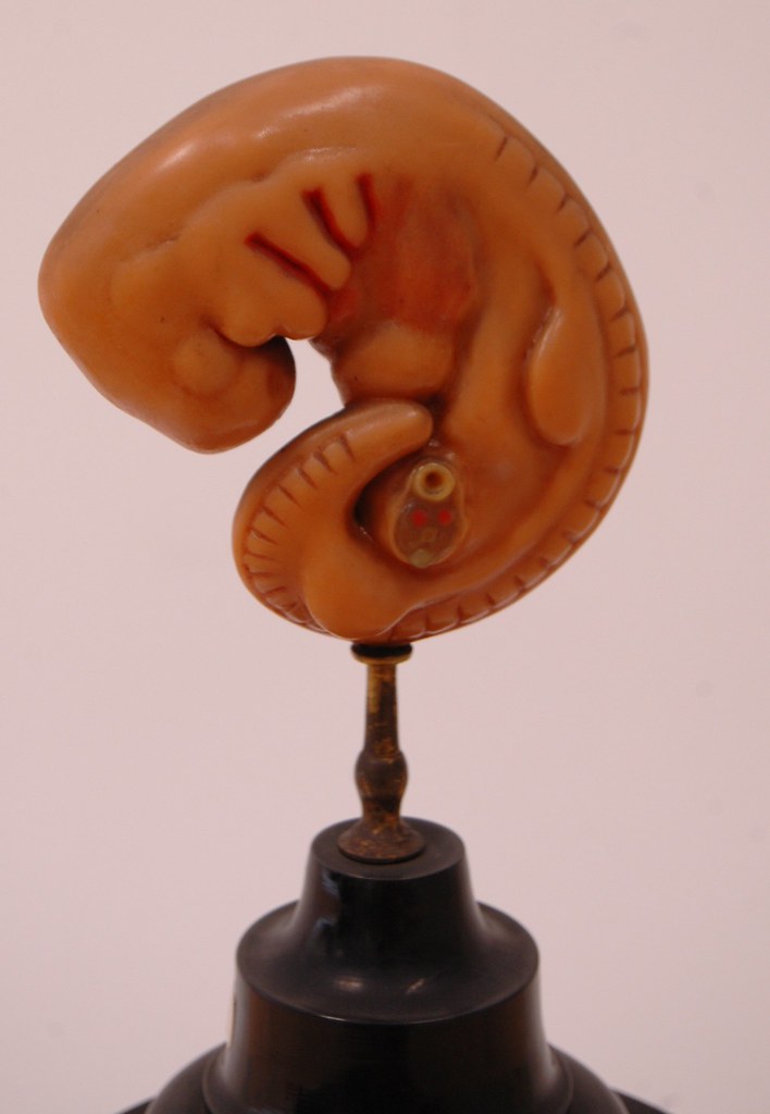 4-5mm Whole Embryo