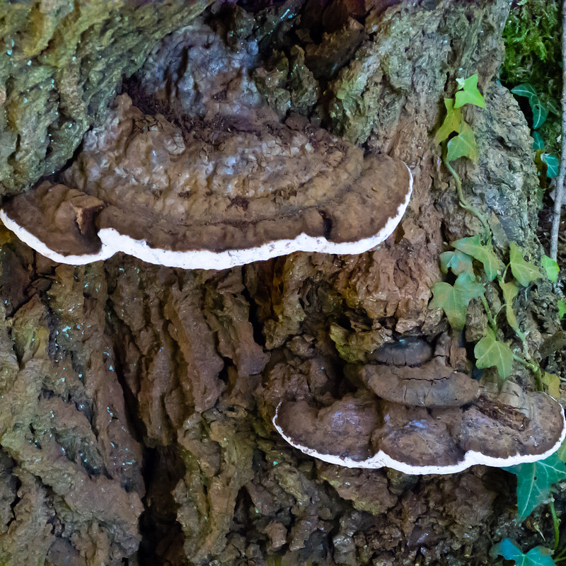 Zoned bracket fungus