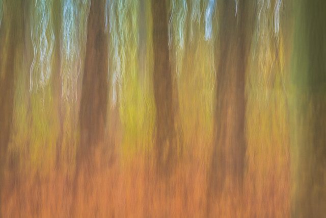 2014 Piper's Hill - Autumn Wood