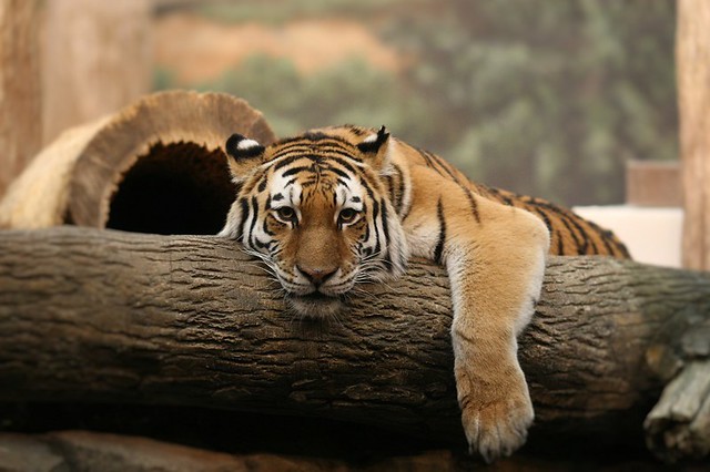 Bored tiger