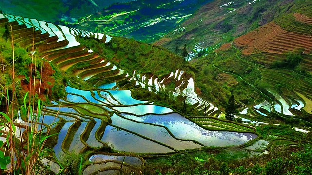 Rice Terraces of Yuanyang, China