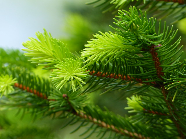 New pine tree growth