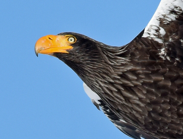 A portrait of a flying Steller's sea eagle