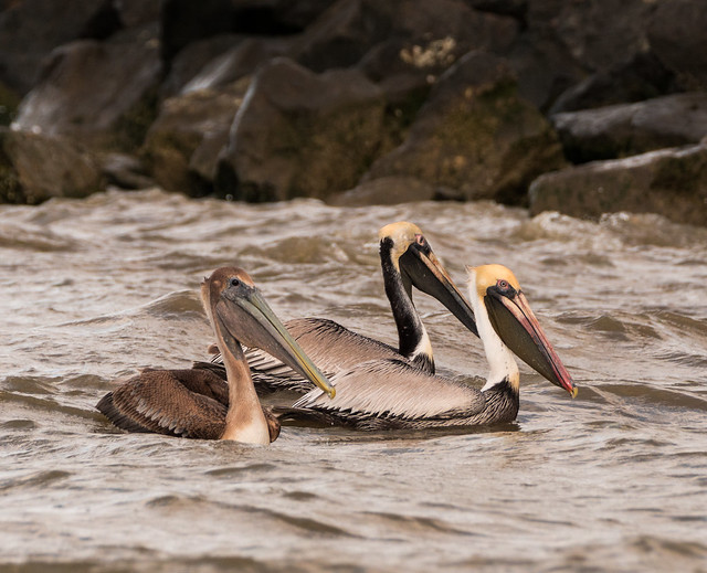 Brown Pelicans; A Bird Survivor
