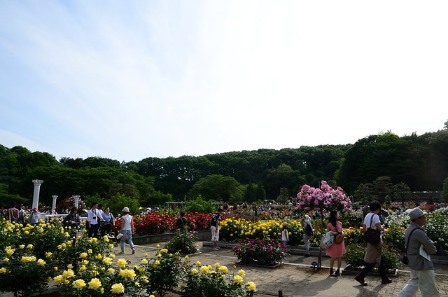 Rose Flowers in Ikuta-ryokuchi Rose Garden