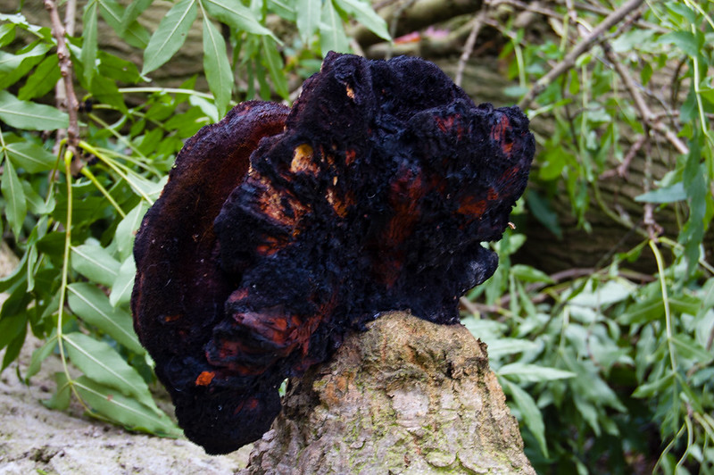 Bracket fungus, fallen ash tree