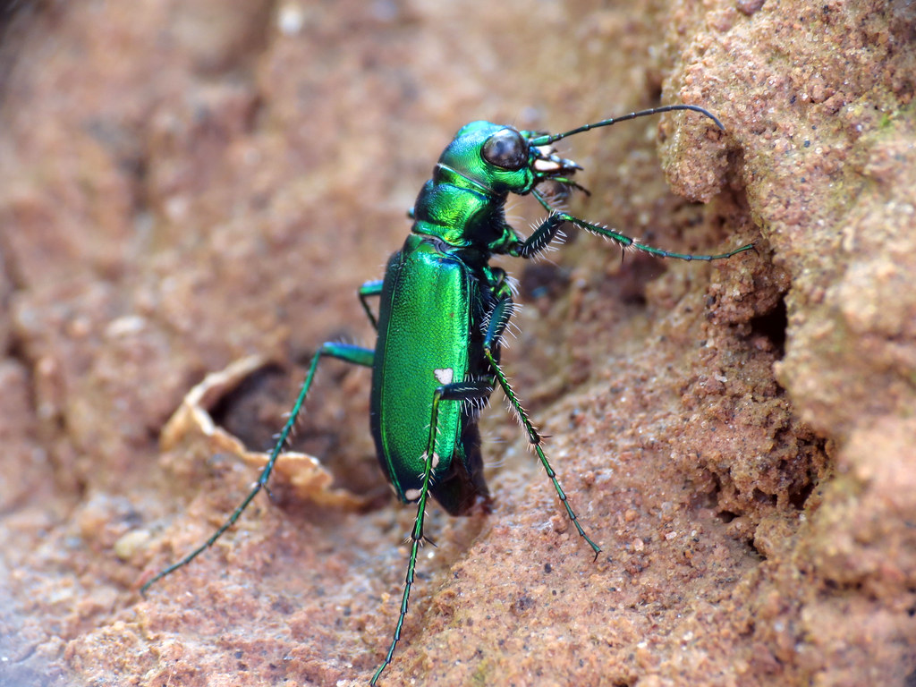 Six-spotted Tiger Beetle Ovipositing