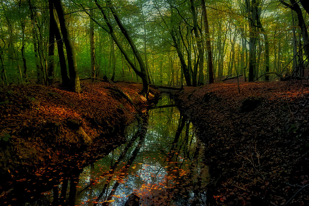 trees and forests | Flickr