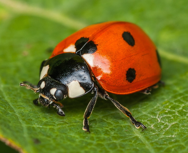 Seven-spotted Lady Beetle - Coccinella septempunctata (Coccinellidae, Coccinellinae, Coccinellini) 107g-2555