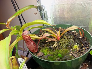 Nepenthes spectabilis giant x ventricosa | by Discus01