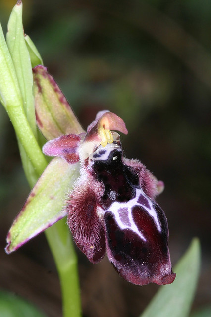 Rhodes 2008 /ophrys reinholdii