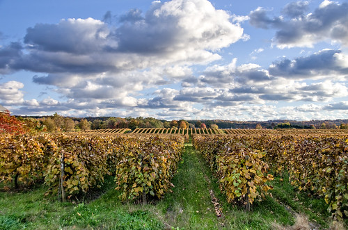 fall vineyard westfield chautauqua