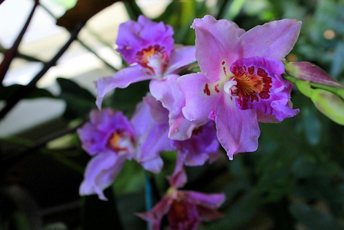 Orchids in Ithaca?