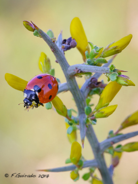 Mariquita - Ladybug