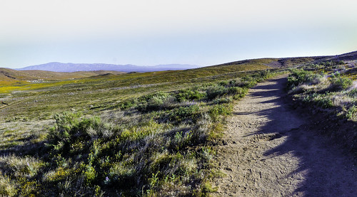 trail path poppyreserve californiapoppies vegetation antelopevalley california joelach