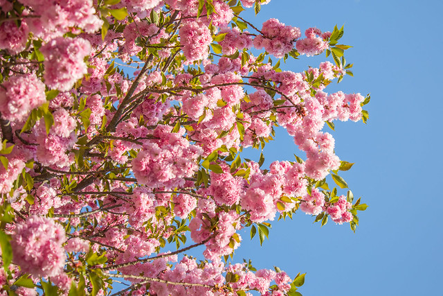 The Kwanzan Cherry Tree and blue sky