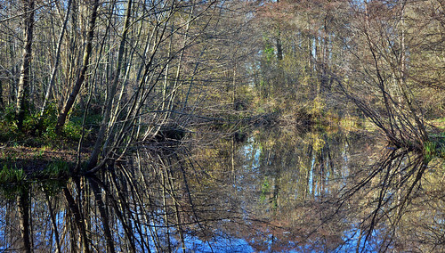 park tree nature water forest landscape pond nikon eau reserve natura albero acqua forêt stagno begles ètang mussonville bordeauxmetropole
