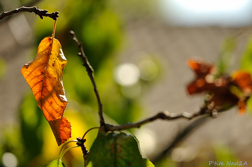 automne- | by p'tite nad 2A