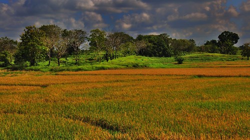 trees clouds indonesia ricefield sulawesi sengkang sinkang