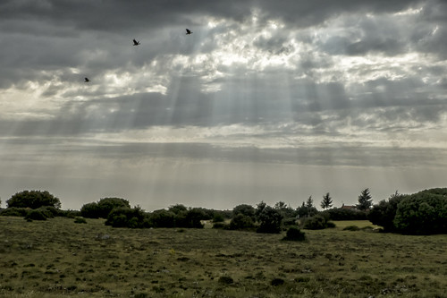 light bird landscape ray