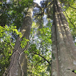Chirinda Forest, big tree circular walk
