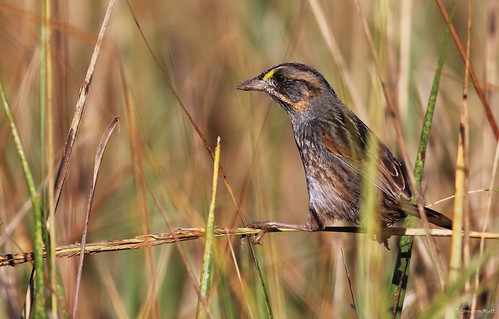 louisiana sparrow songbird cameronparish seasidesparrow ammodramusmaritumus