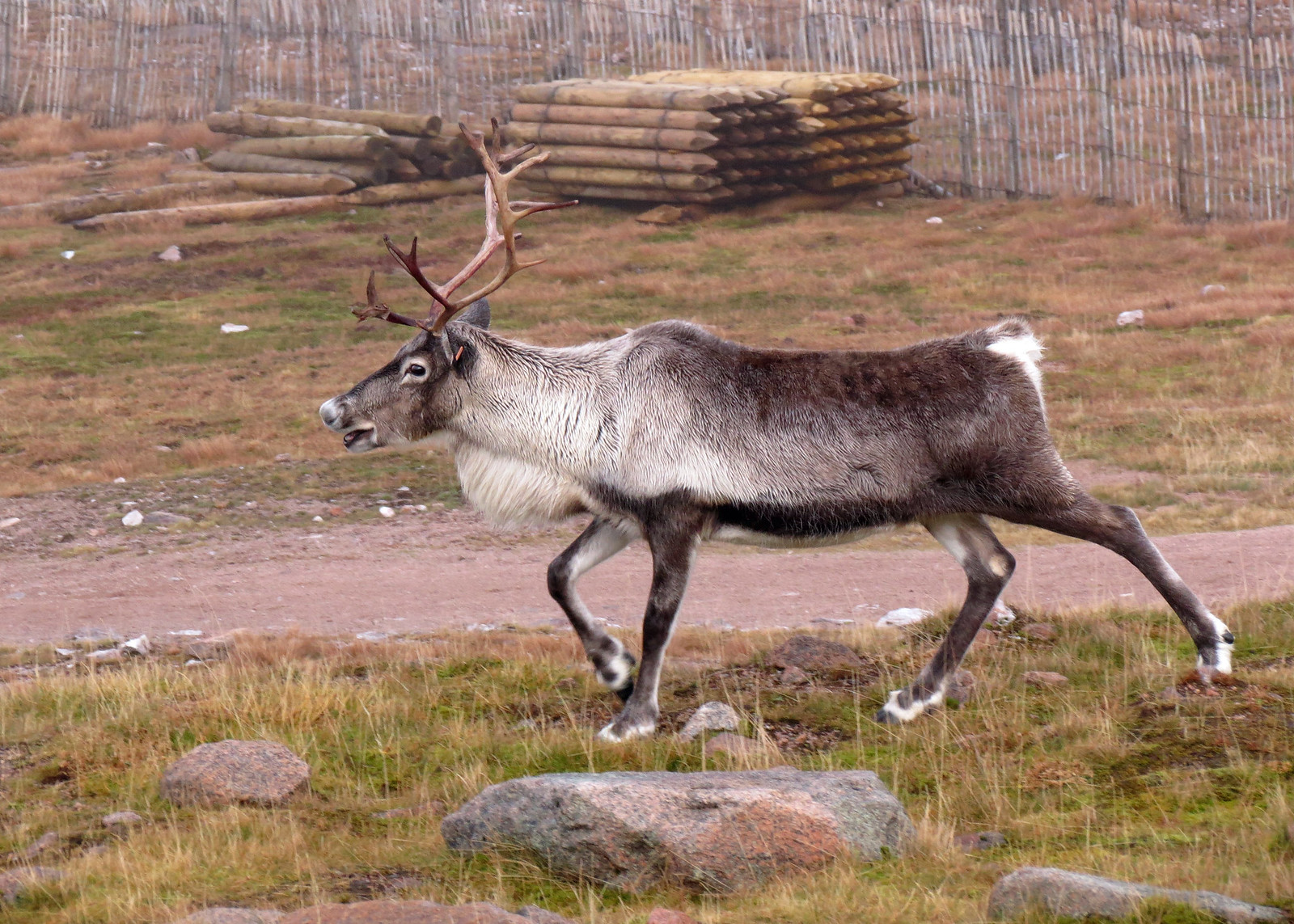 Reindeer - Rangifer tarandus