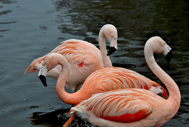 Flamingos at Martin Mere