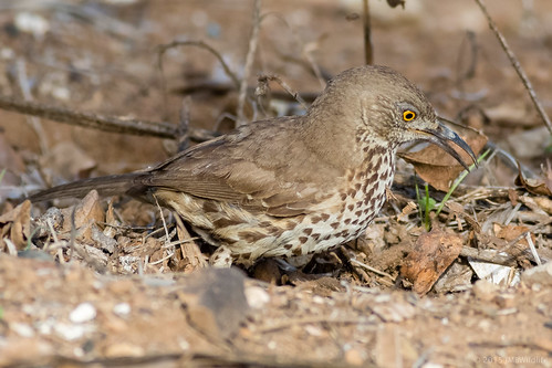 Gray Thrasher | by Jeff Bray