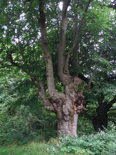 Ancient Pollarded Tree in Burnham Beeches SWC Walk 189 Beeches Way: West Drayton to Cookham