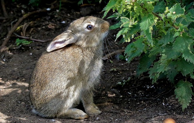 Young Rabbit (Oryctolagus cuniculus)
